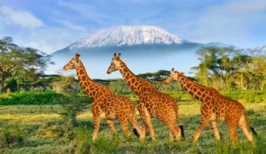 National Parks & Wildlife Sanctuaries in India