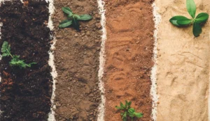 Types of Soil & Natural Vegetation in India